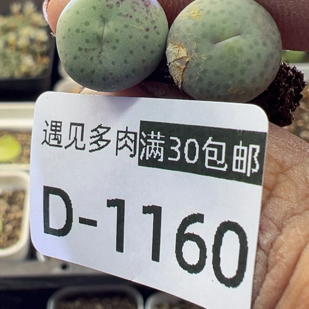 多肉植物1111111111111111