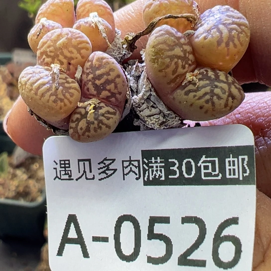 多肉植物111111111111111