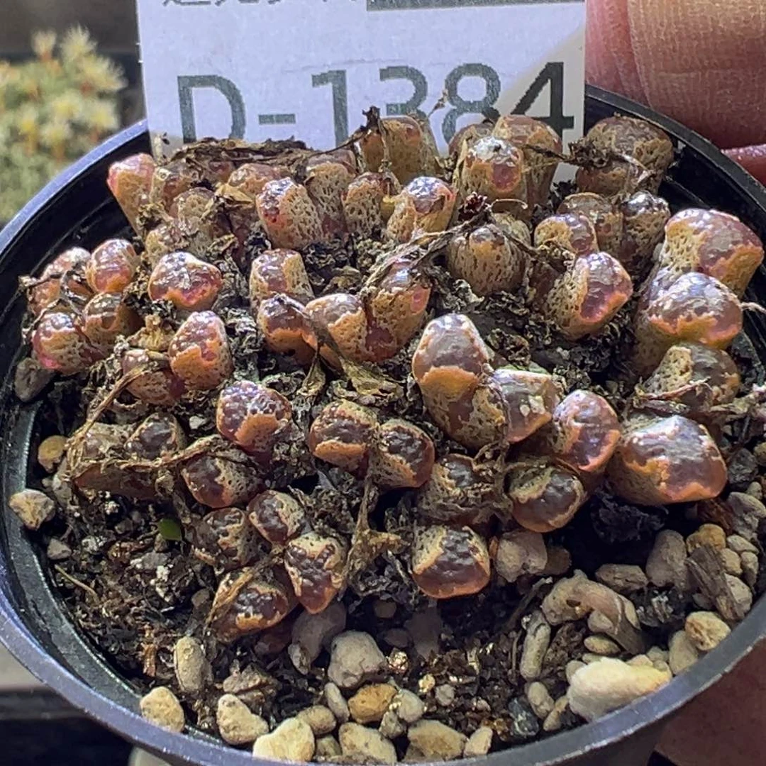 多肉植物1111111111111