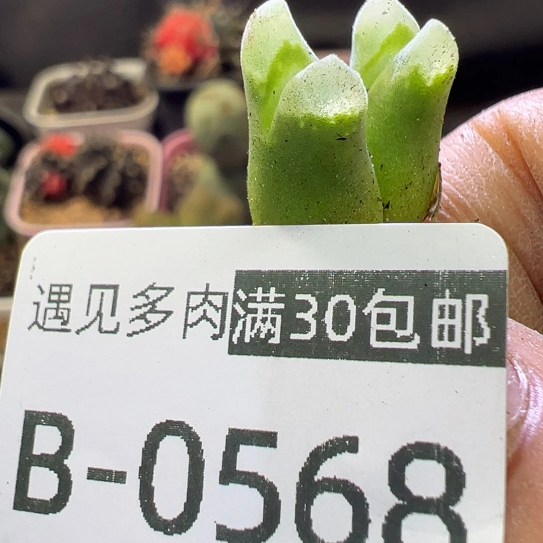 多肉植物11111111111111111