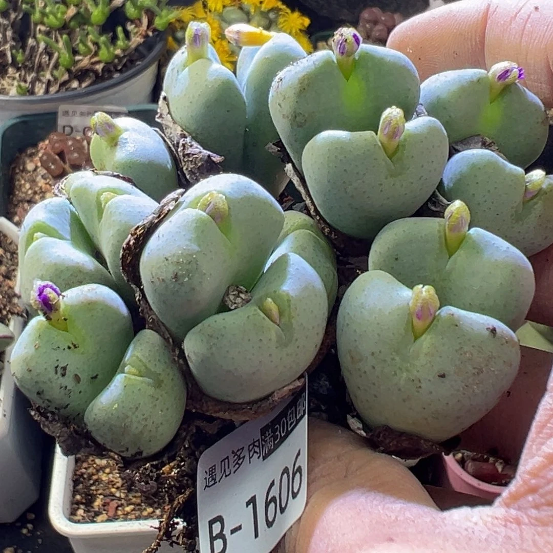 多肉植物1111111111111