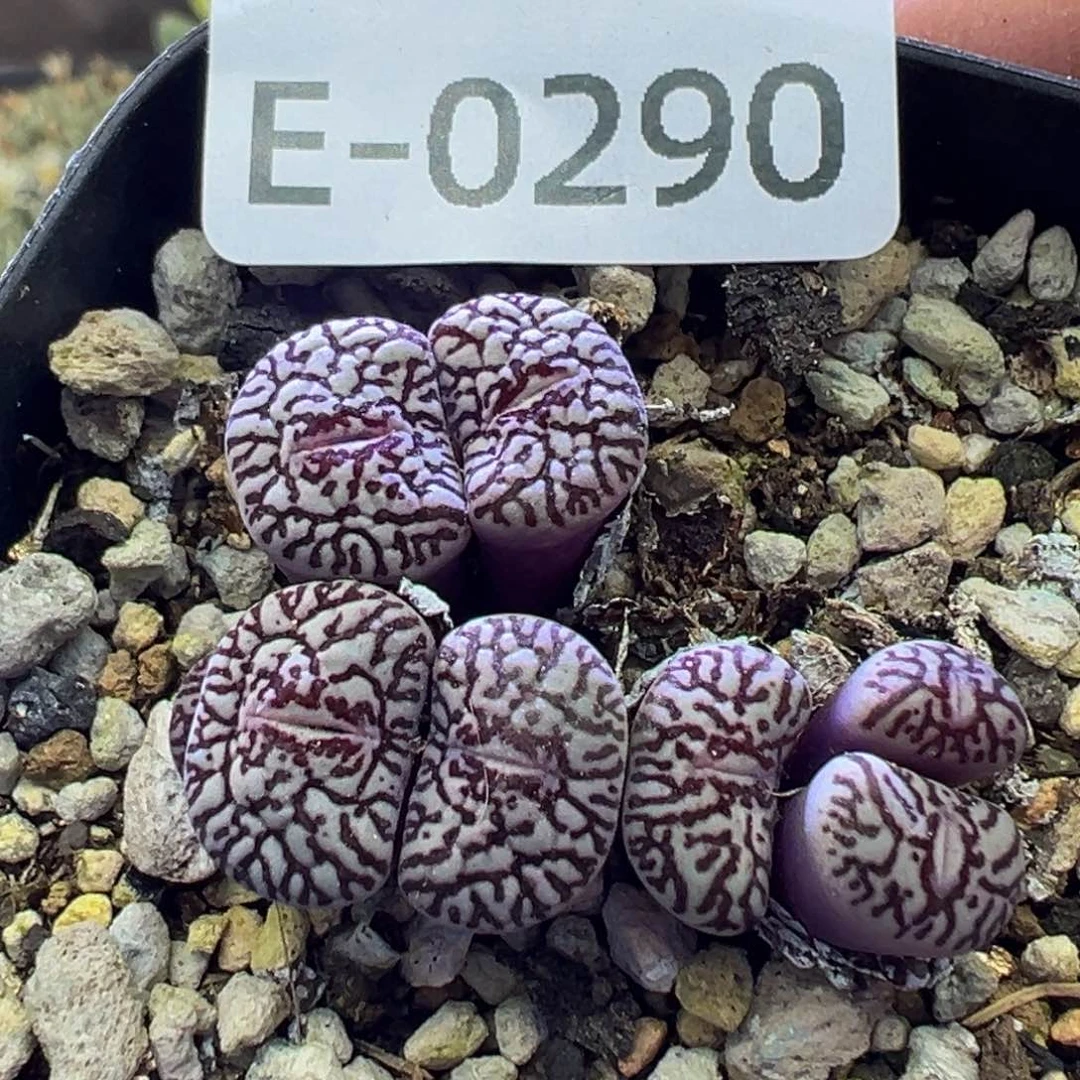 多肉植物1111111111111111