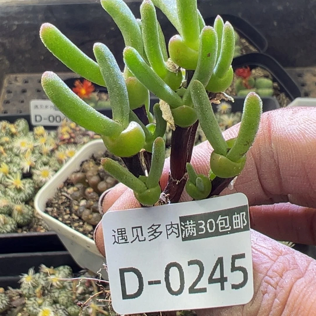 烟**舞多肉植物111111111111