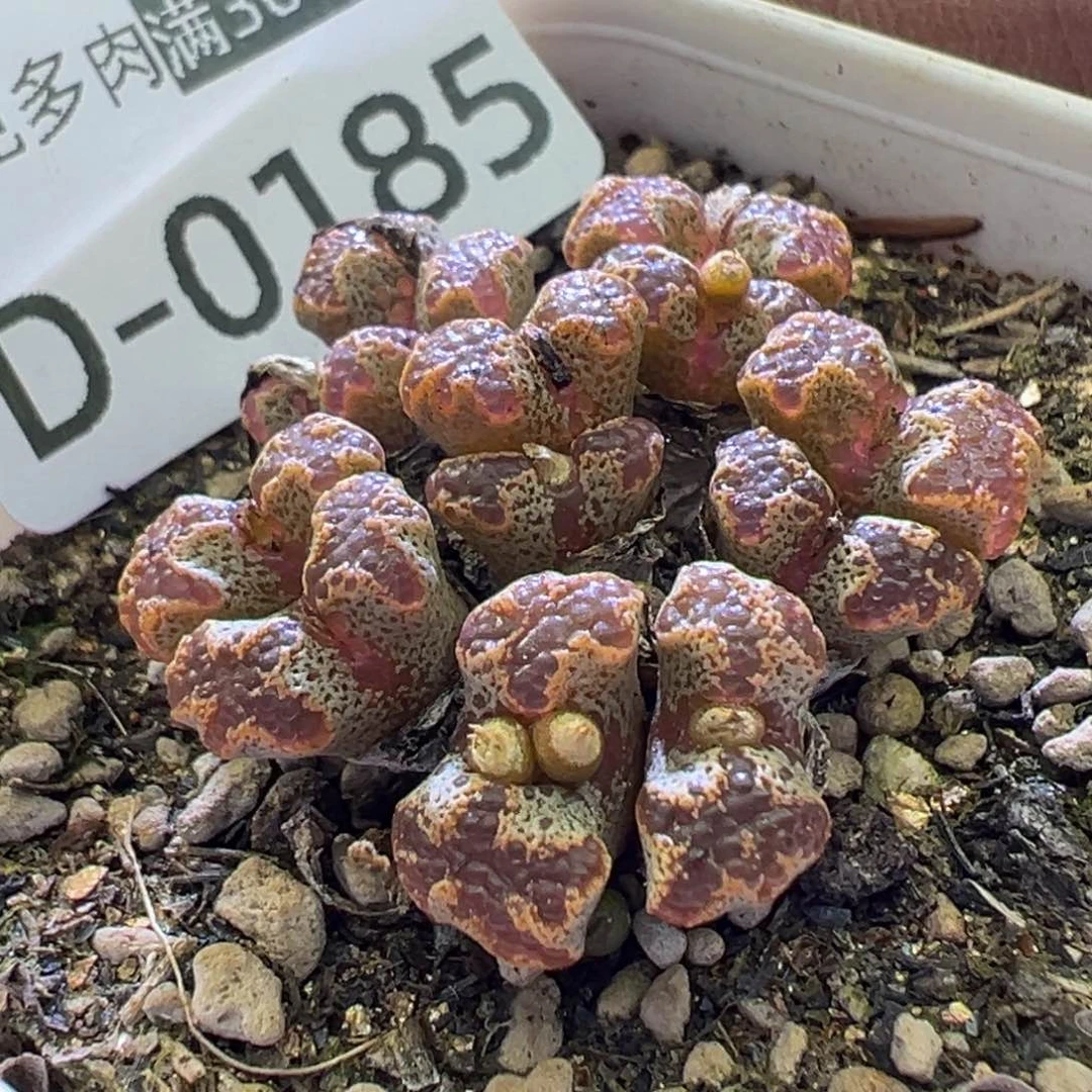 多肉植物11111111111111