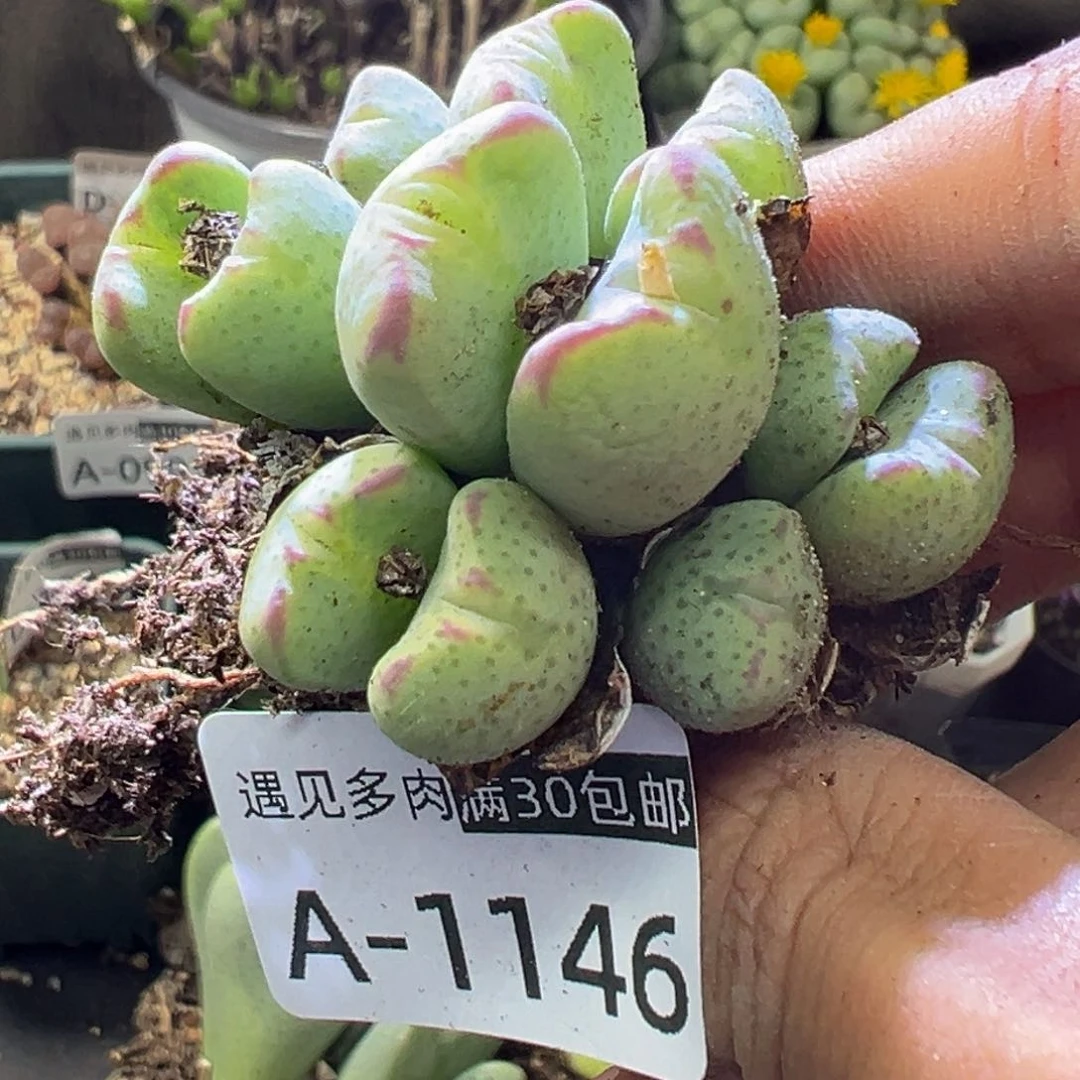 多肉植物11111111111111