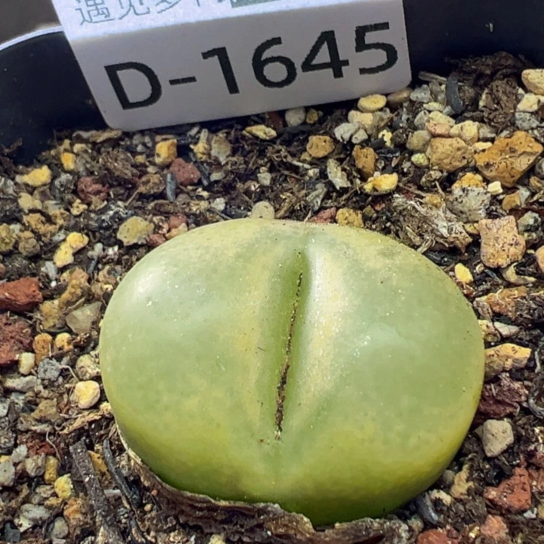 开*果多肉植物11111111111