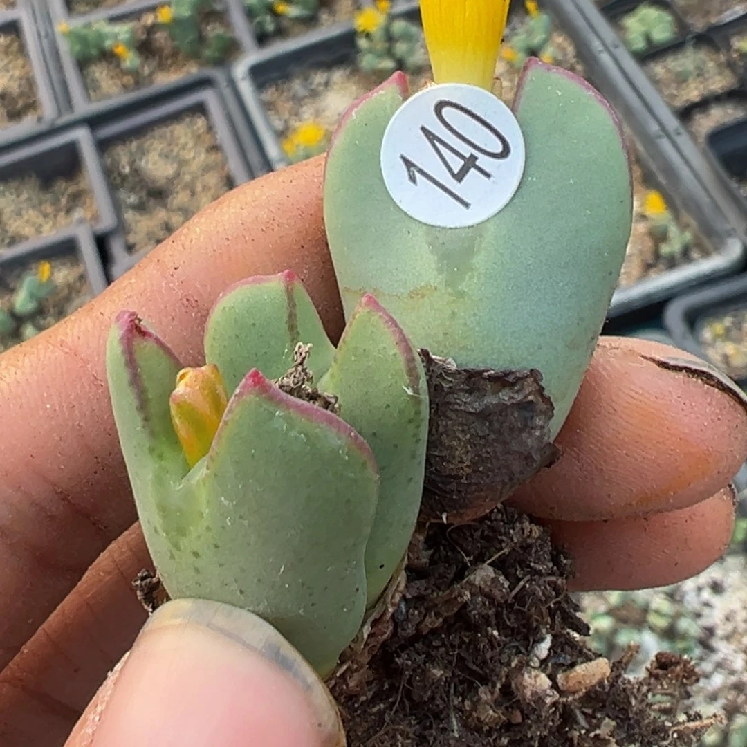 多肉植物11111111111