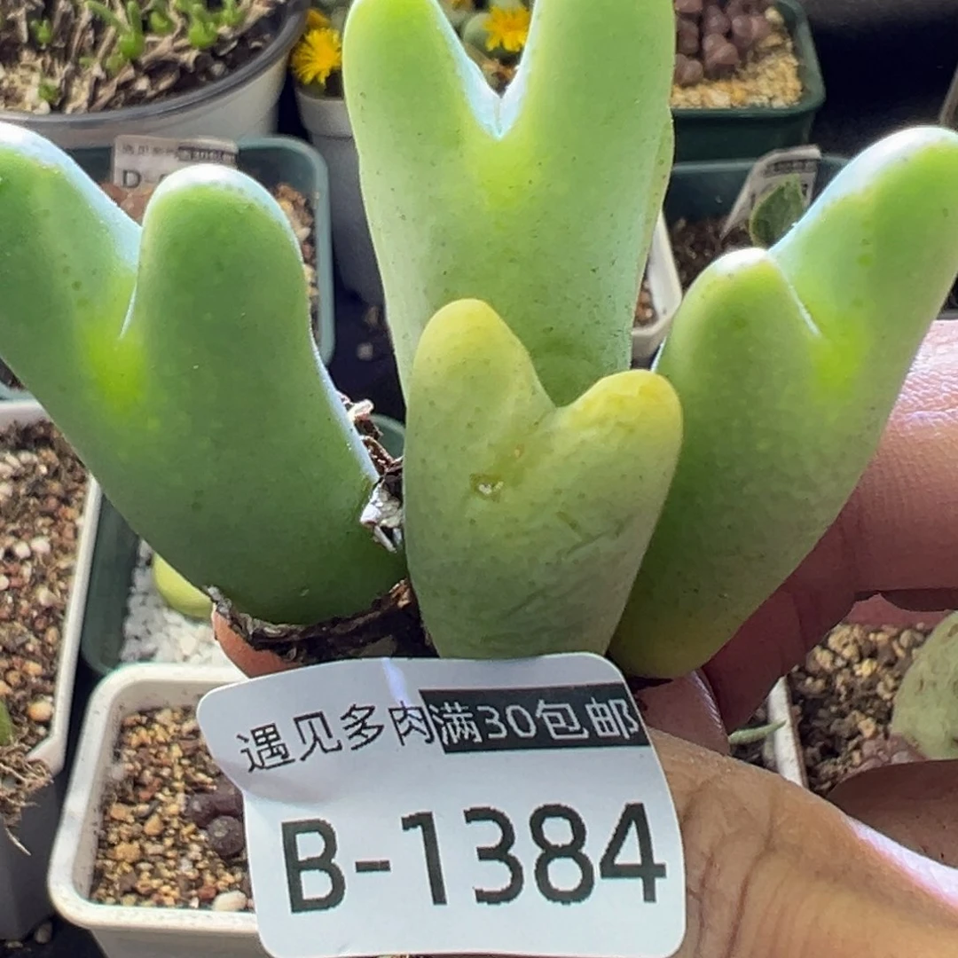 多肉植物1111111111111