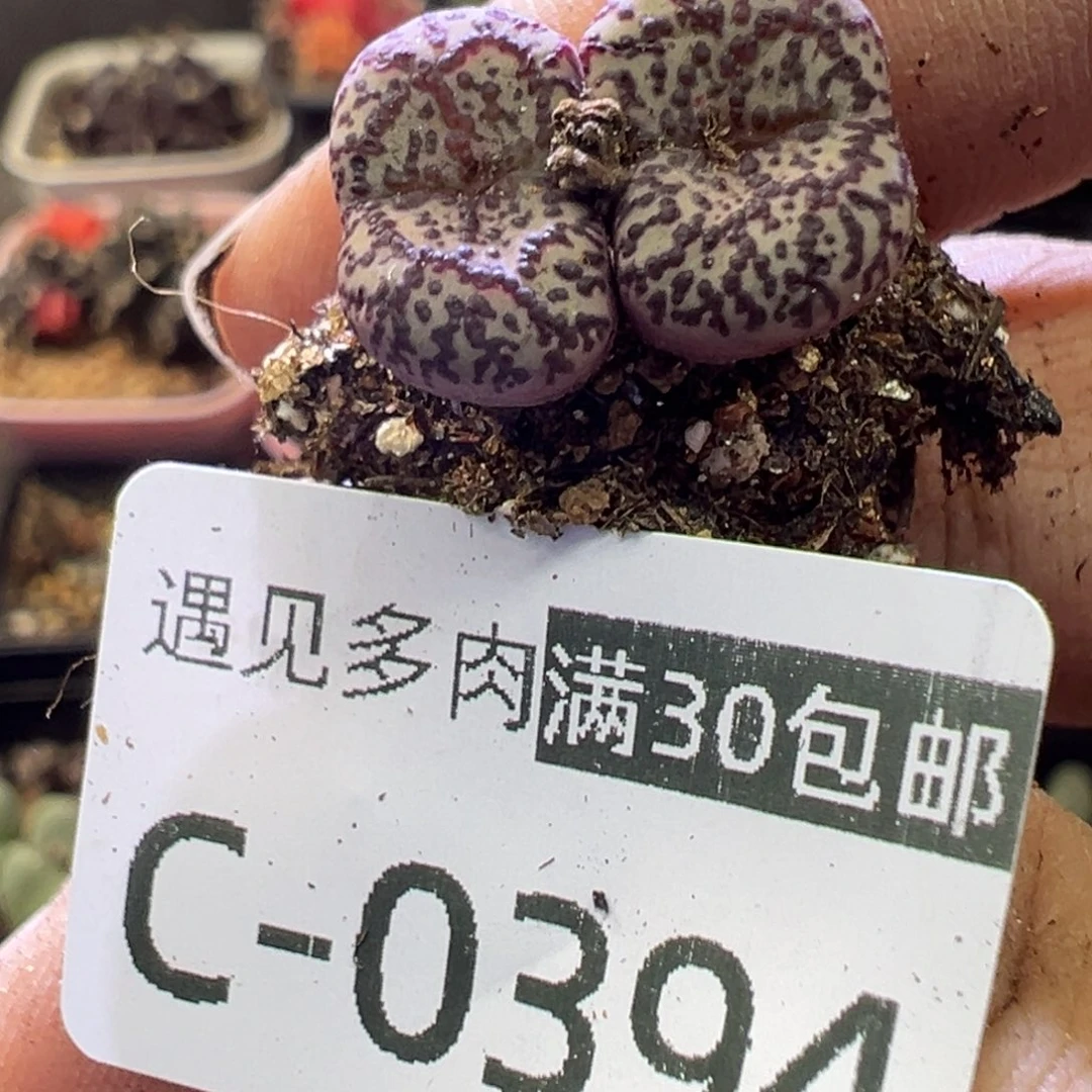 多肉植物11111111111111