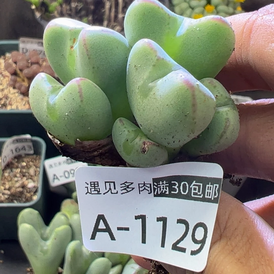 多肉植物11111111111111