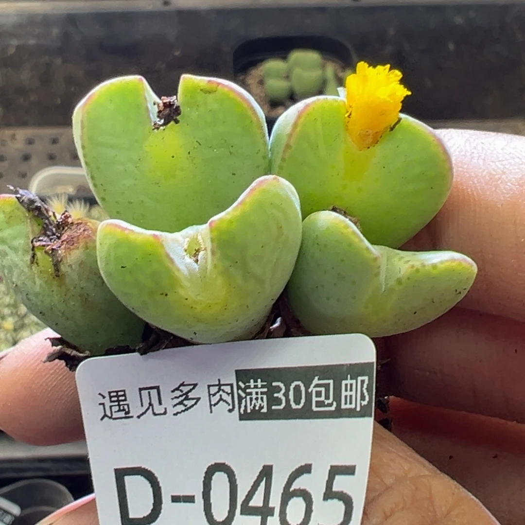 多肉植物11111111111111