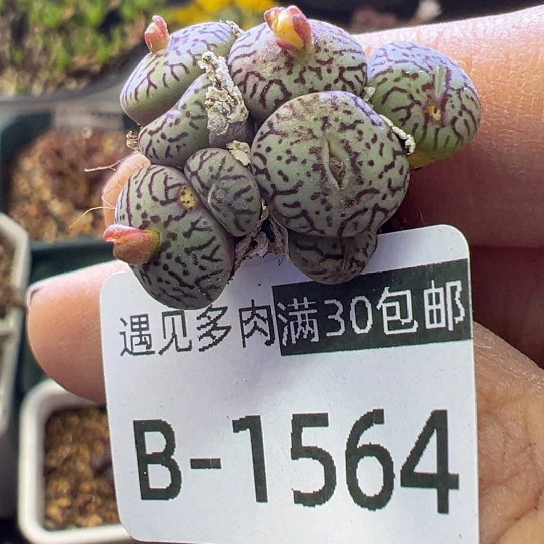 多肉植物1111111111111