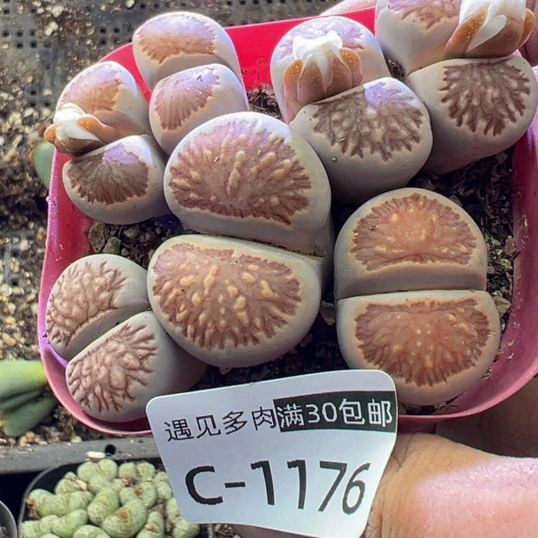 多肉植物111111111111