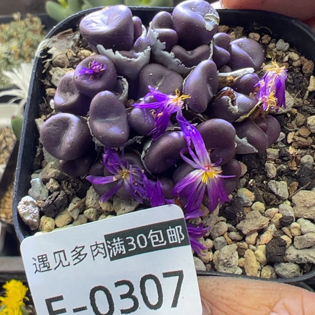 多肉植物1111111111111111