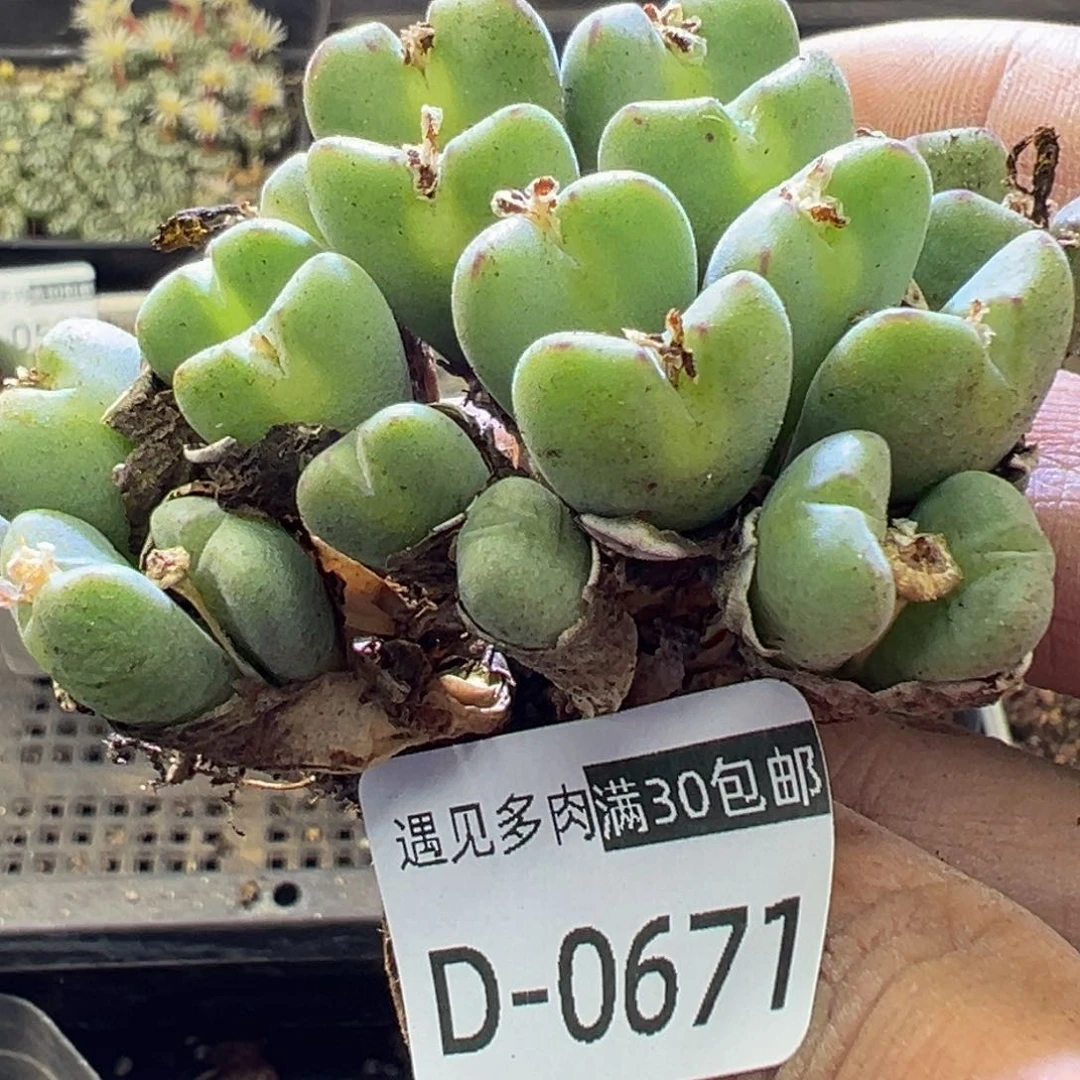 多肉植物1111111111111