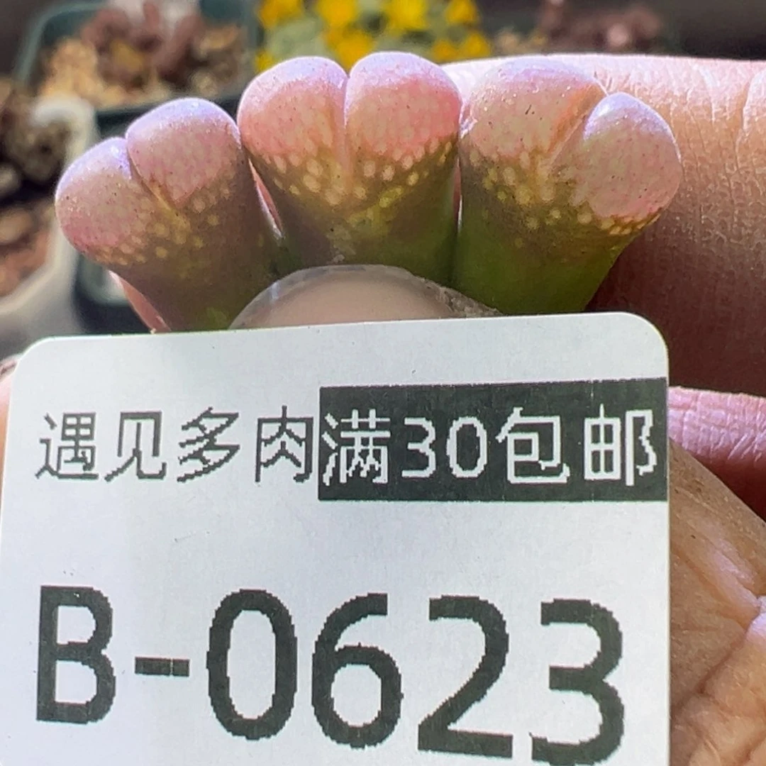 多肉植物11111111111111