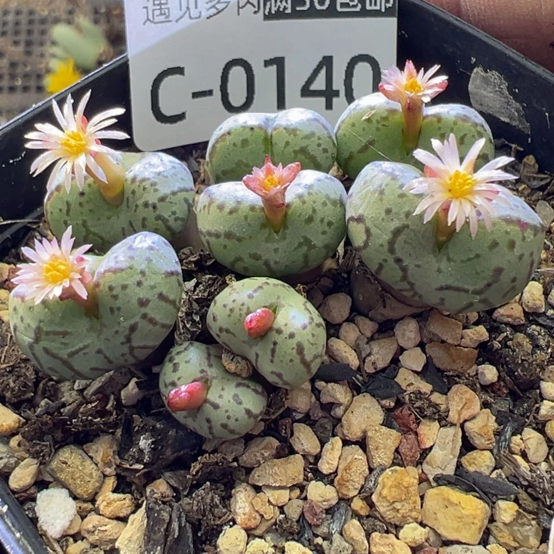 多肉植物11111111111111