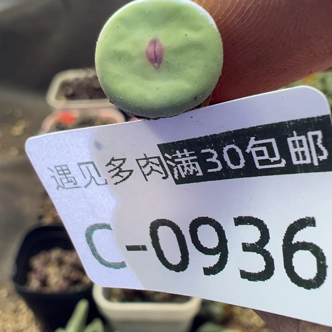 多肉植物11111111111111