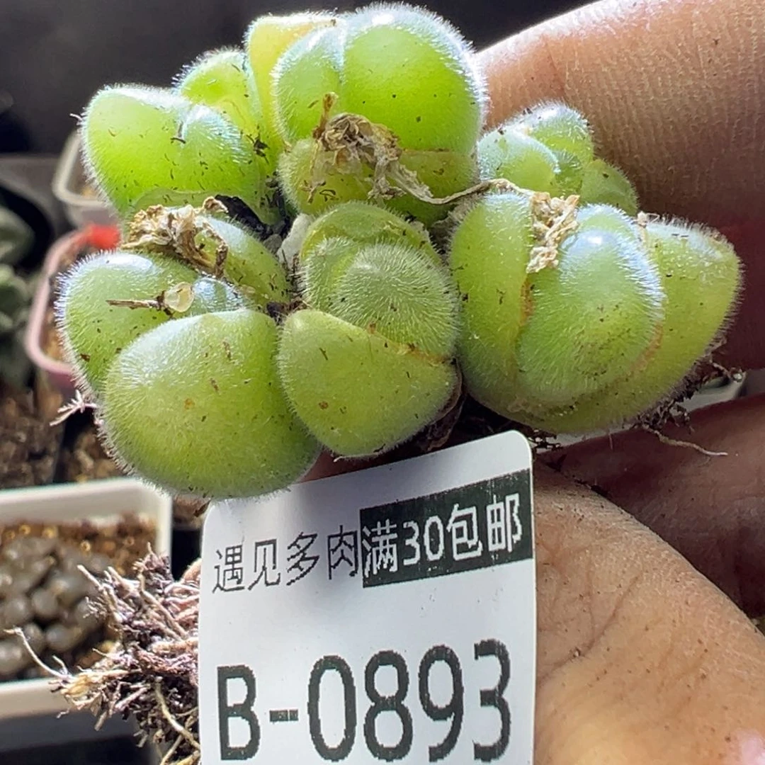 多肉植物111111111111