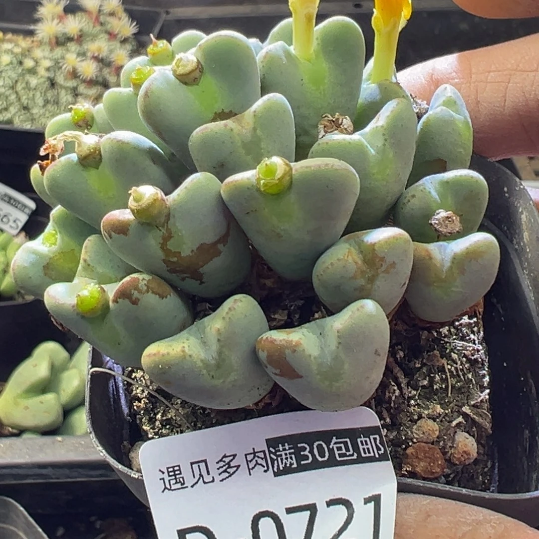 多肉植物11111111111111