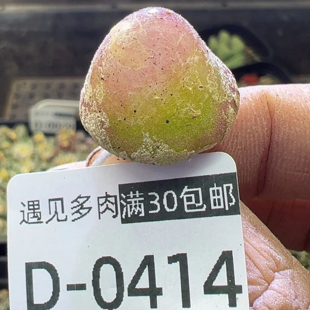 多肉植物11111111111111