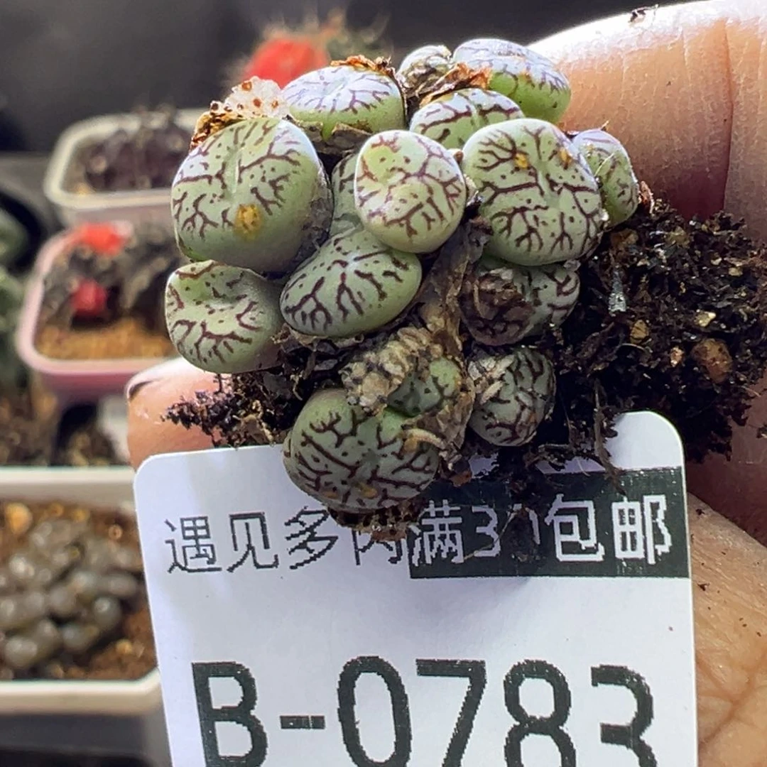 多肉植物11111111111111111