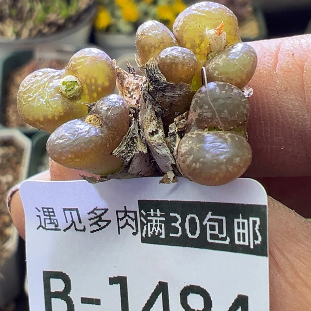 多肉植物1111111111111