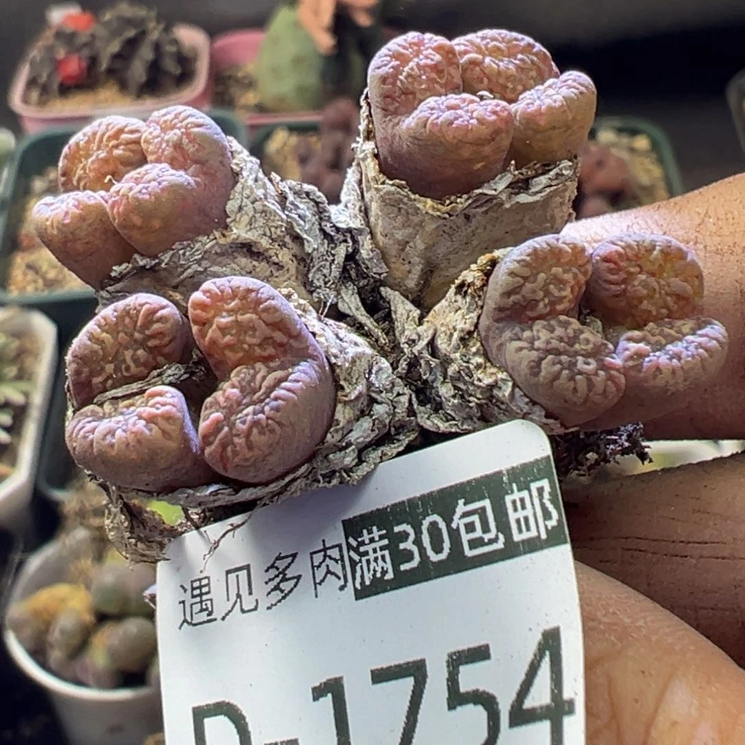 多肉植物11111111111111