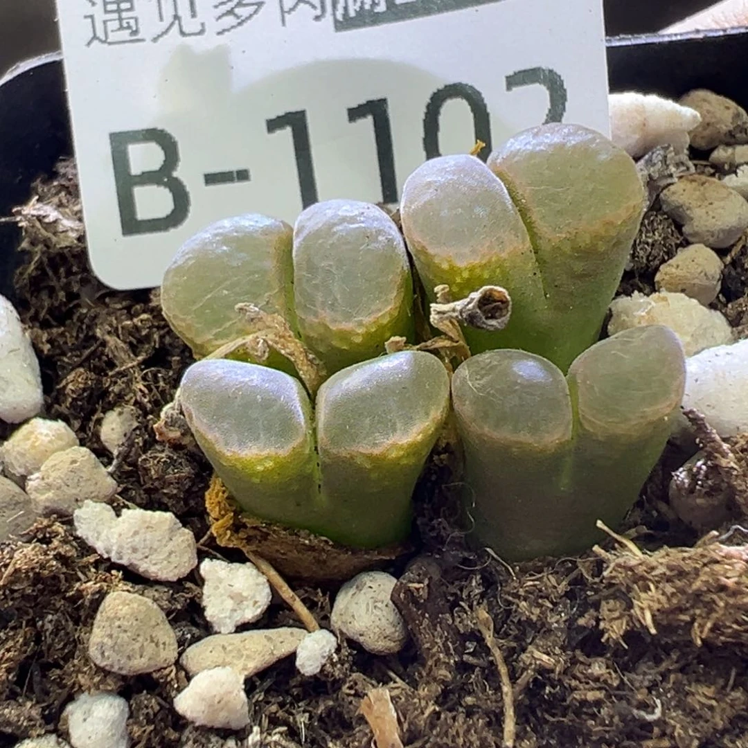 多肉植物111111111111111