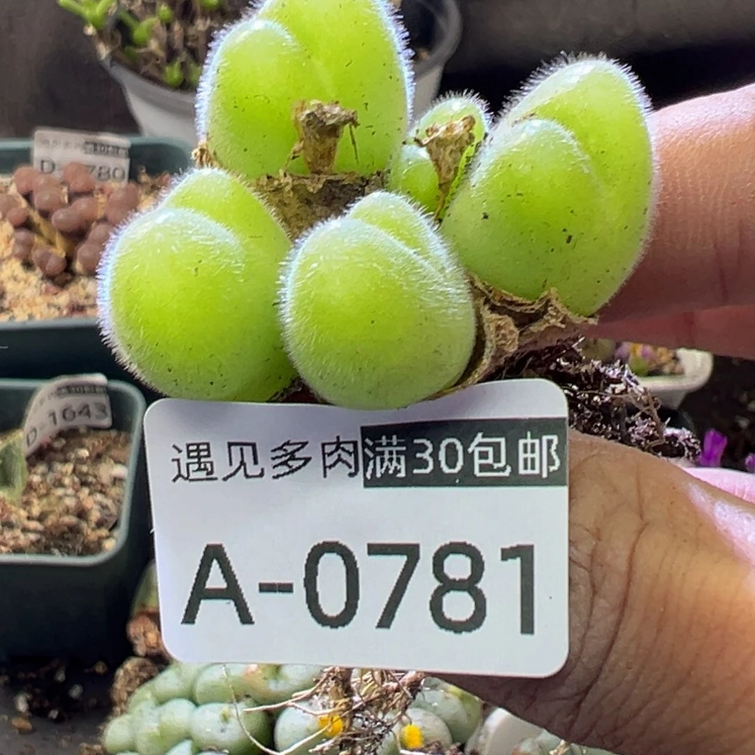 m*多肉植物1111111111111111
