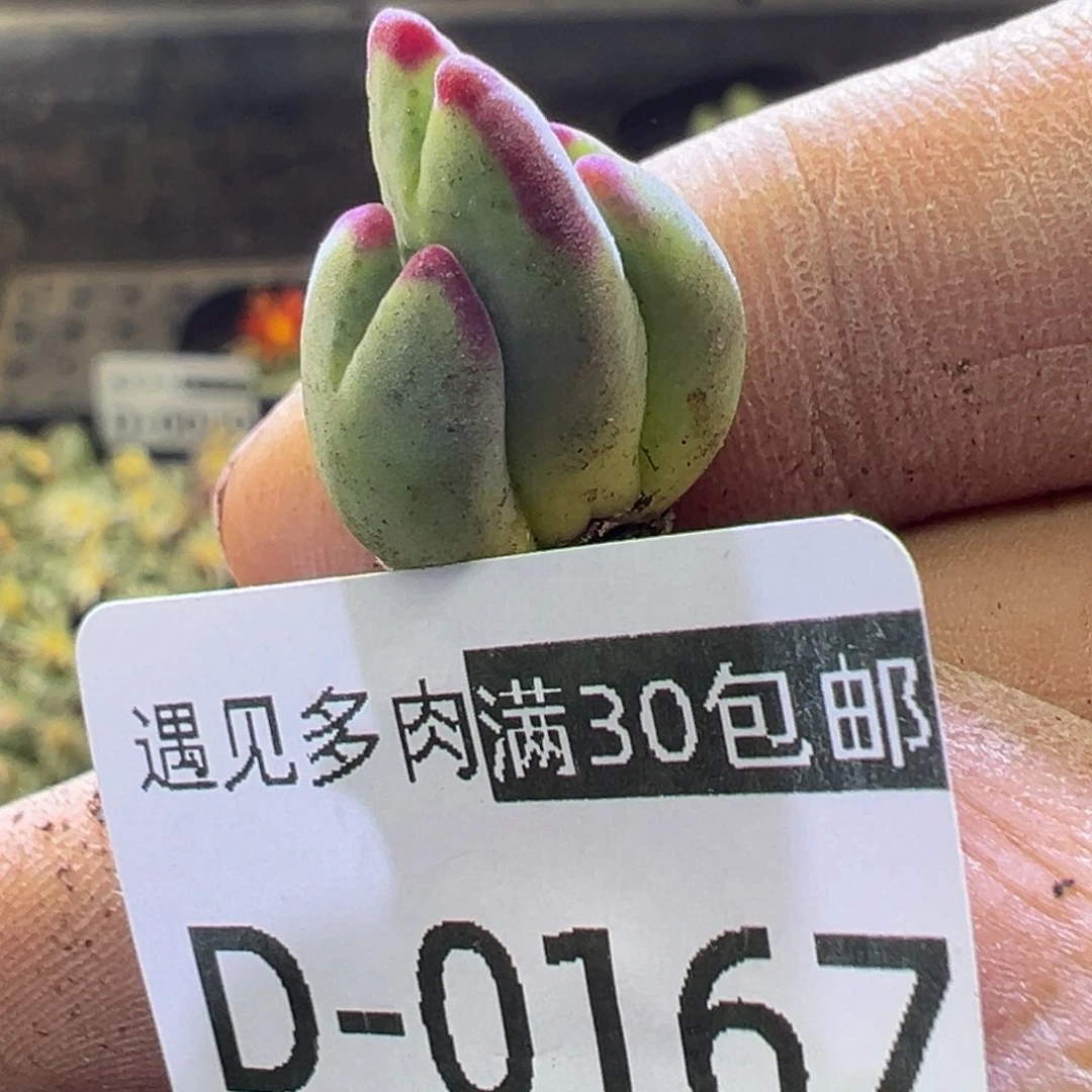 多肉植物11111111111111