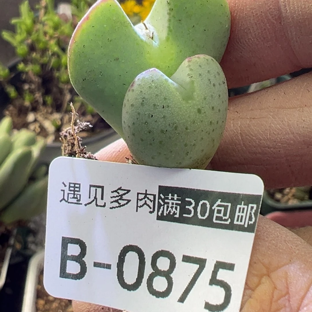 多肉植物111111111111