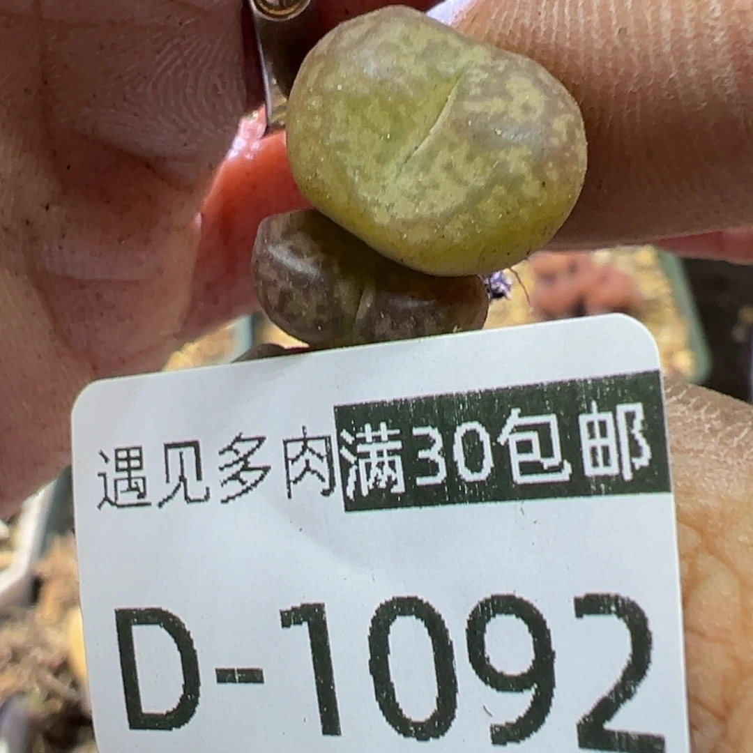 多肉植物111111111111111