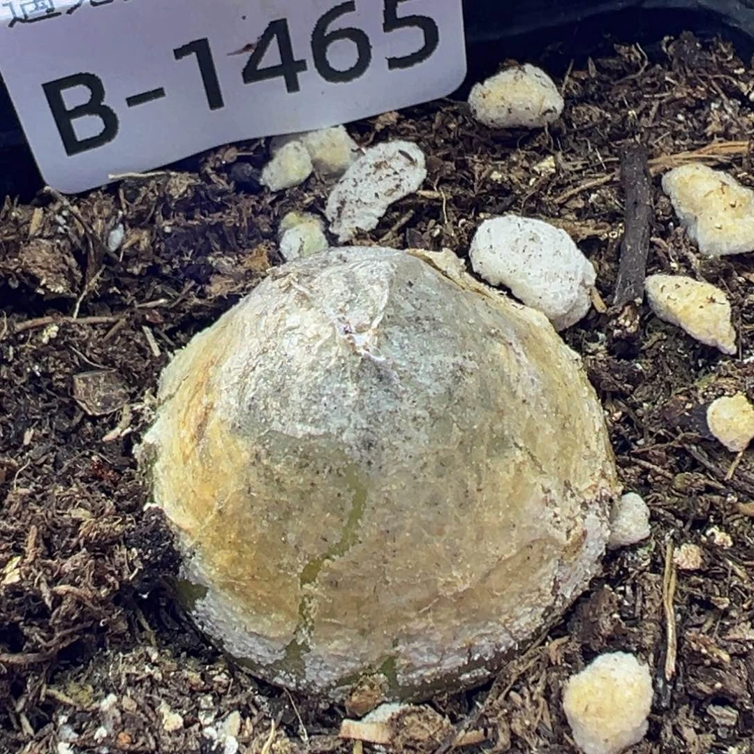 多肉植物1111111111111