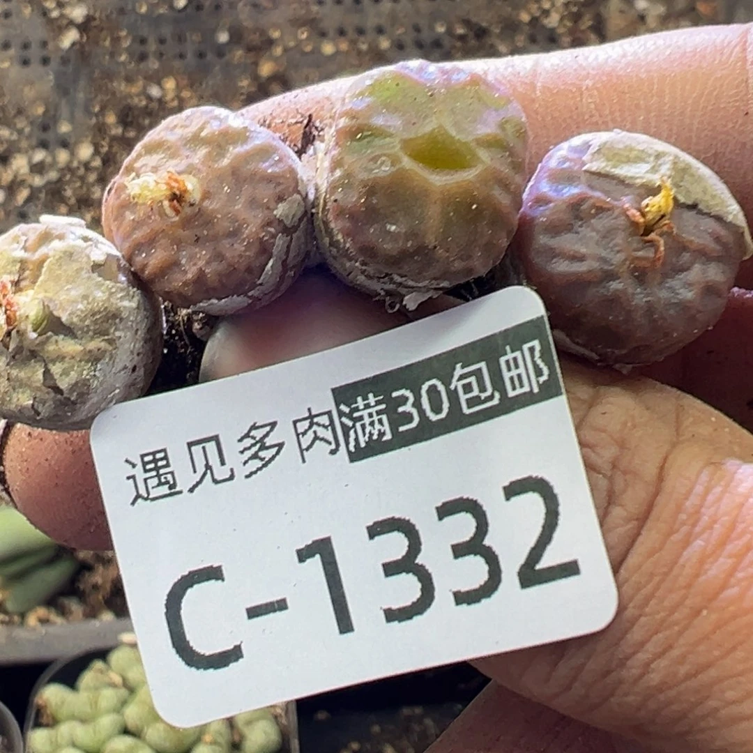 多肉植物1111111111111