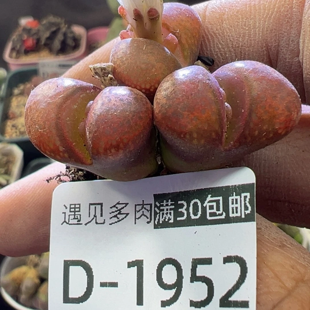 多肉植物1111111111111111