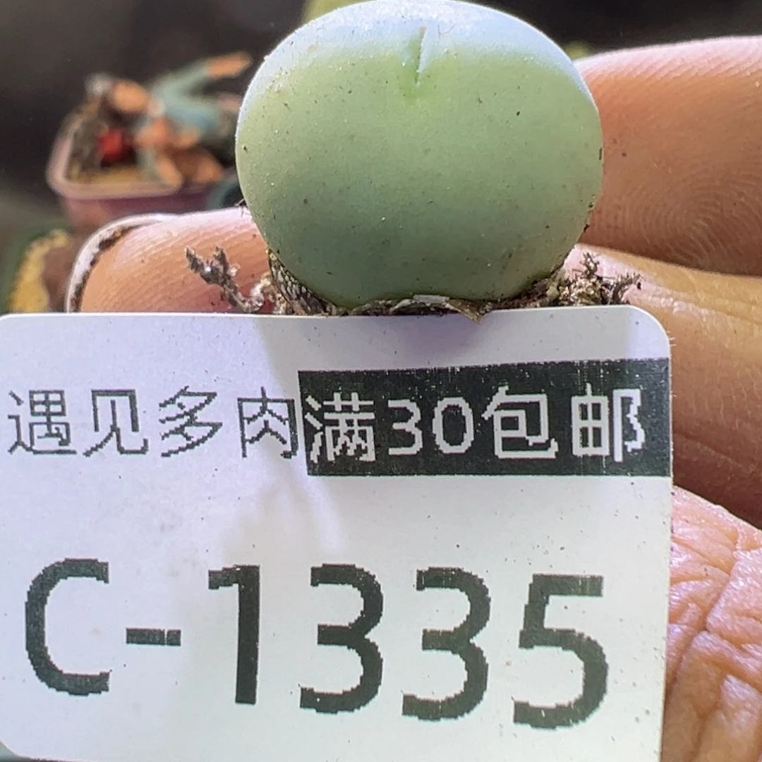 多肉植物11111111111111