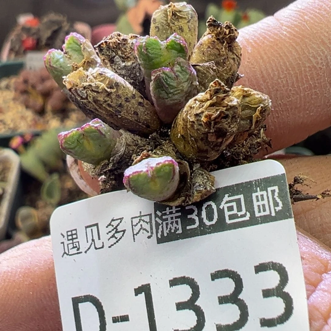 多肉植物1111111111