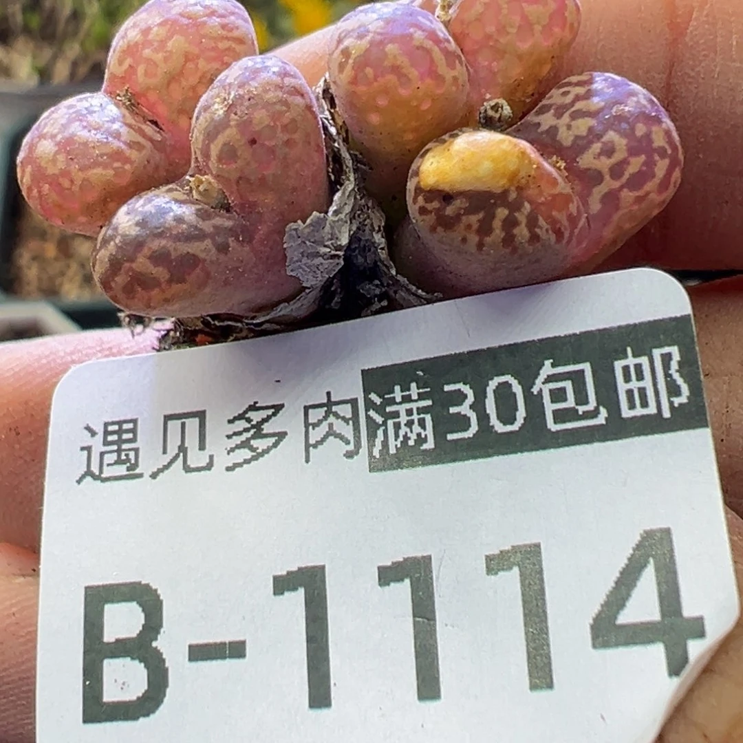 多肉植物11111111111111111