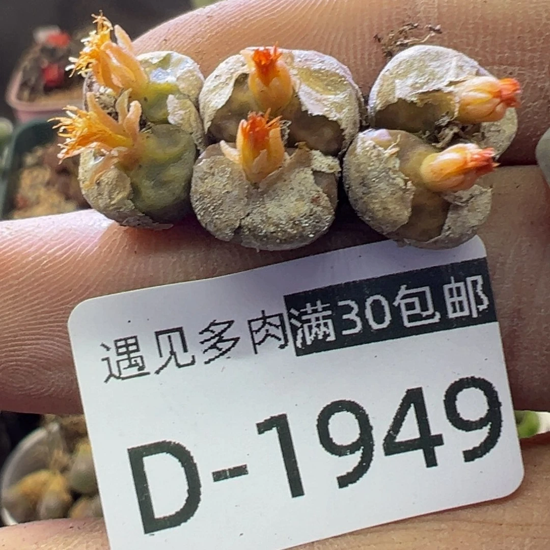 多肉植物1111111111111111