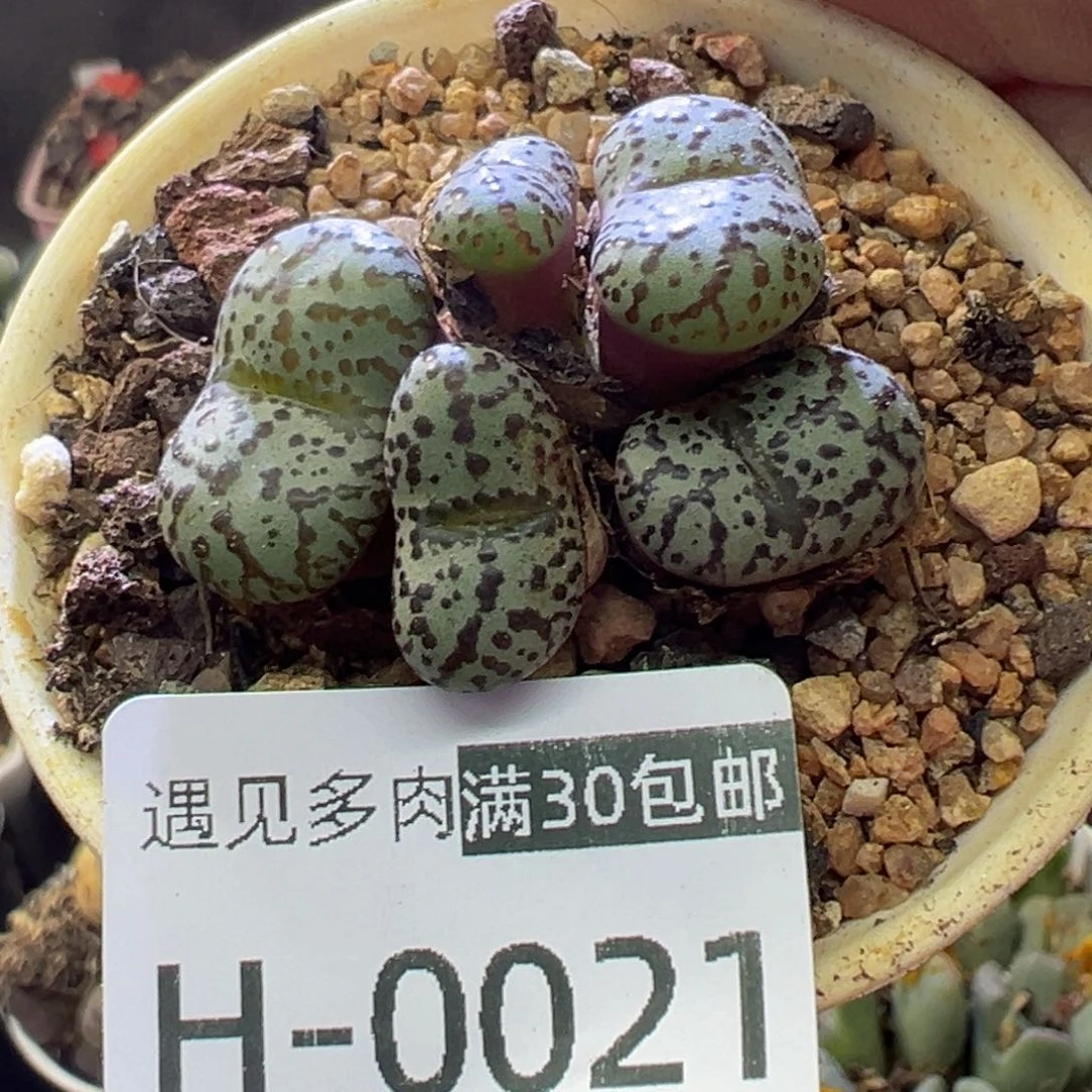 多肉植物1111111111111