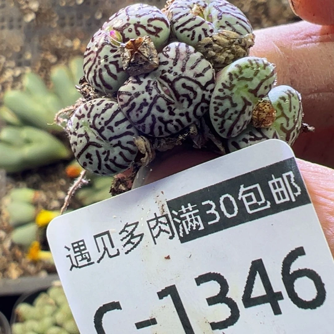 多肉植物1111111111111