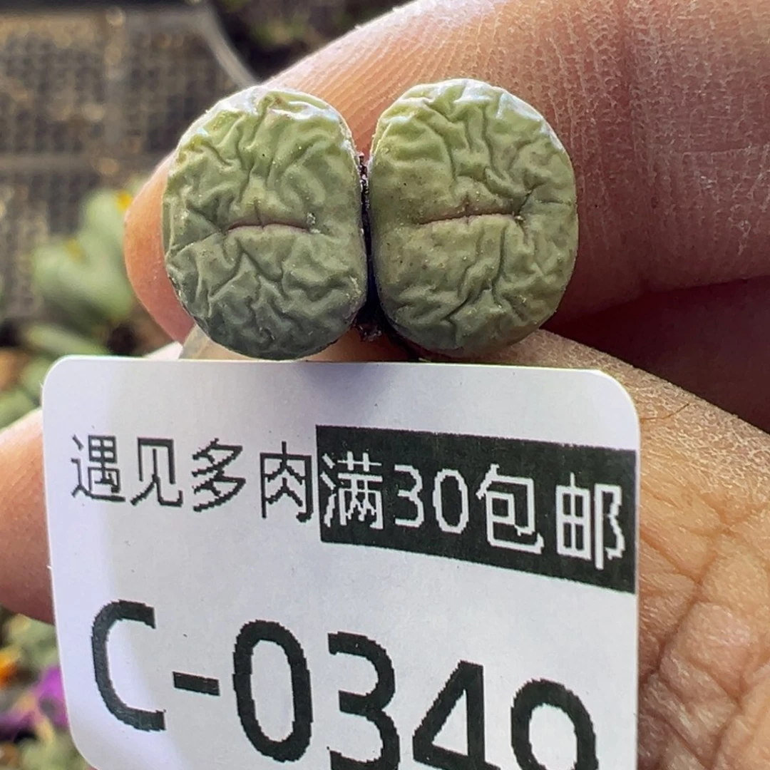 多肉植物111111111111