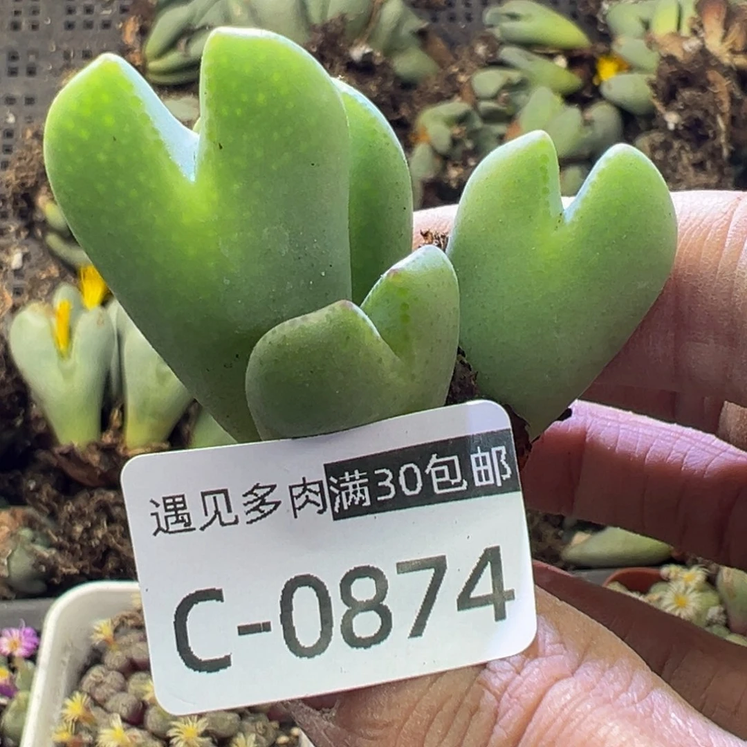 多肉植物1111111111111111