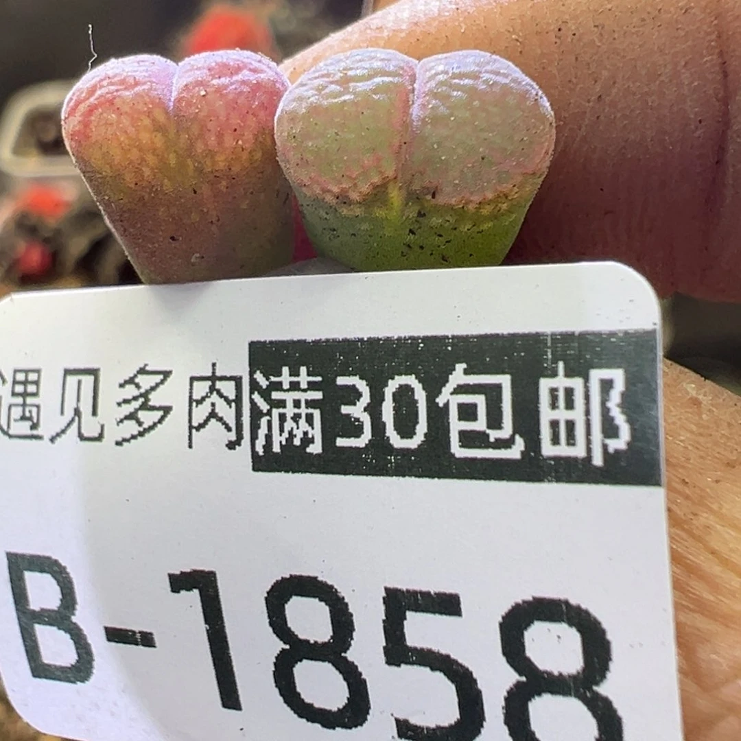 多肉植物11111111111111