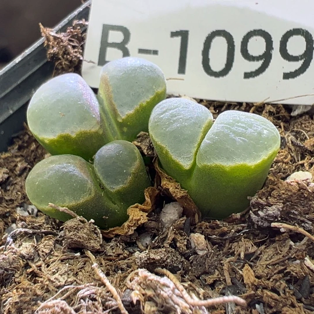 多肉植物111111111111111