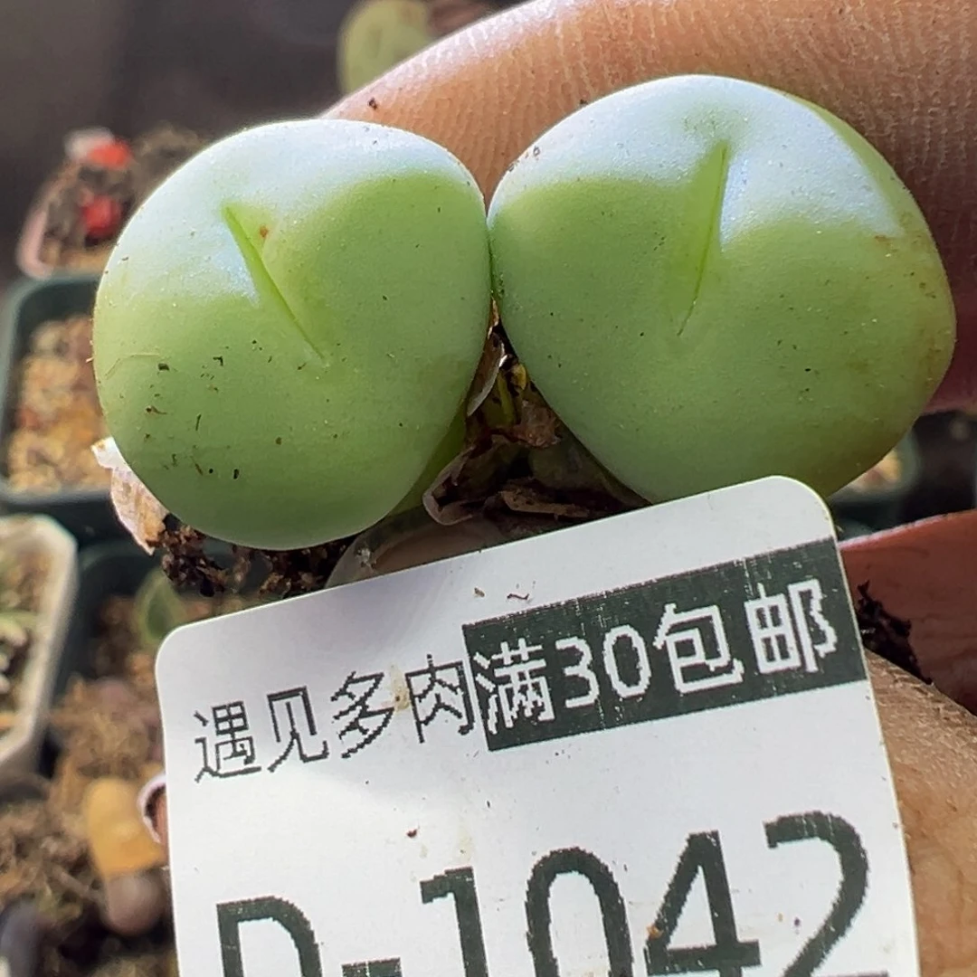 多肉植物111111111111111