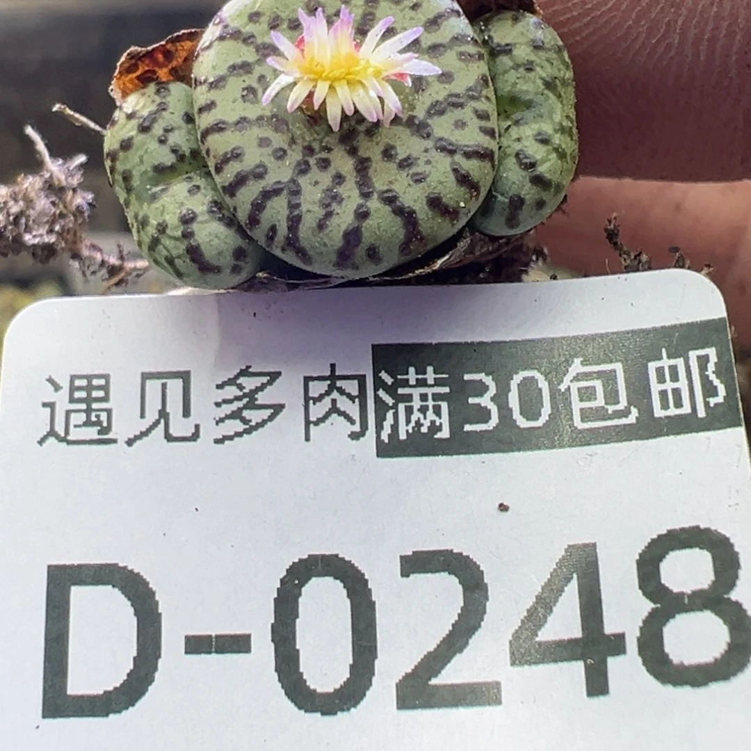 多肉植物111111111111