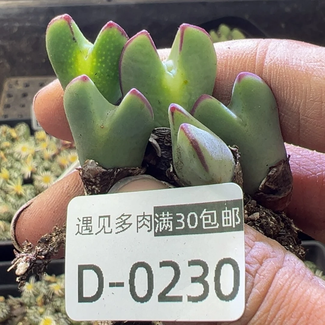 多肉植物111111111111