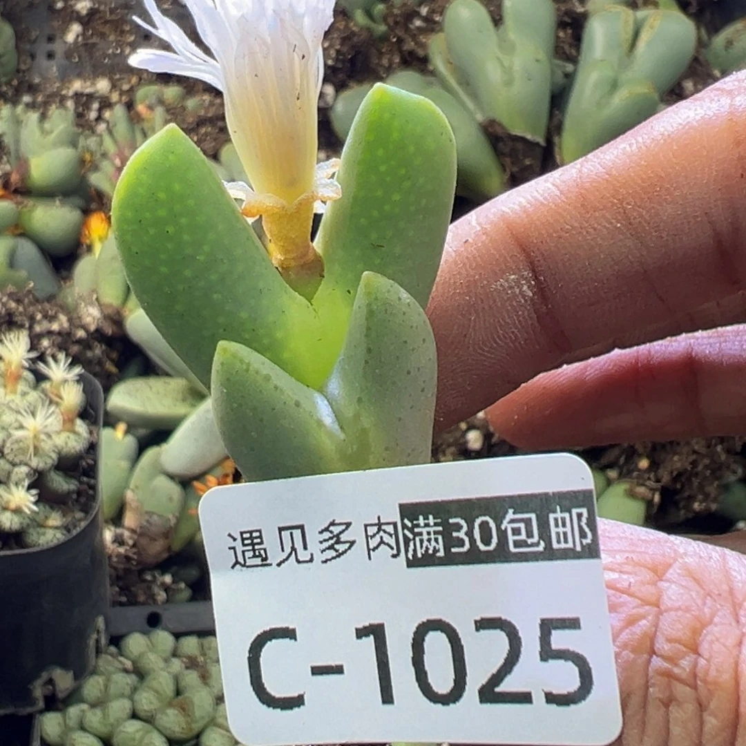 多肉植物11111111111111